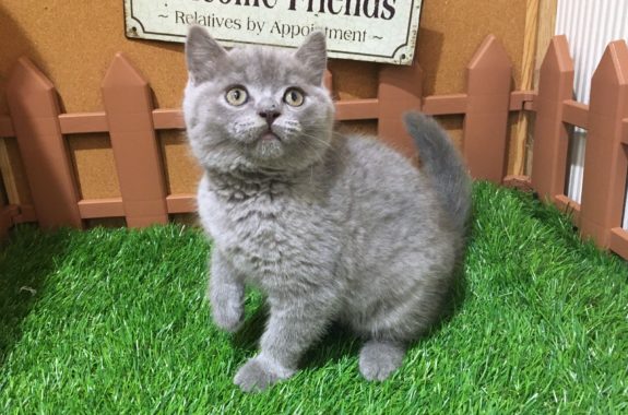 ꫛꫀꪝ Face 株式会社ファイブワン