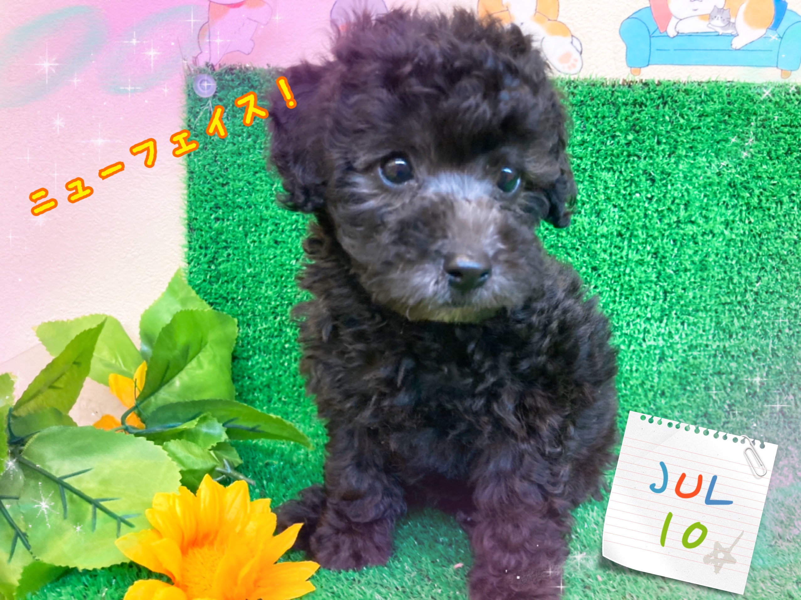 新しいわんこが仲間入りです 株式会社ファイブワン