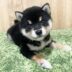 柴犬(商工センター店)