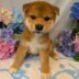 柴犬　男の子　アップルランド甲南店